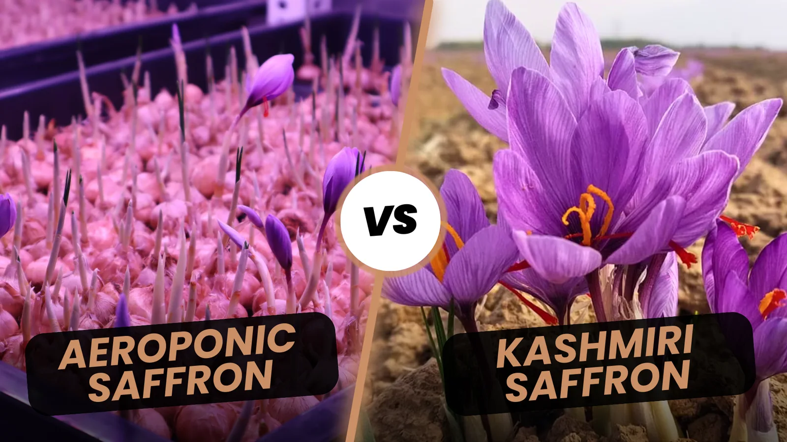 Aeroponic Saffron Farming: A New Trend in India – Can It Match the Authentic Aroma of Kashmiri Saffron