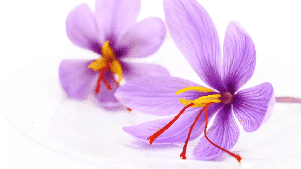 Best Saffron Brand: Complete Guide to Top Saffron Brands 