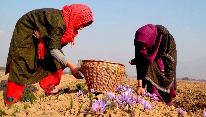 A Day in the Life of a Saffron Farmer: The Story Behind Authentic Kashmiri Kesar