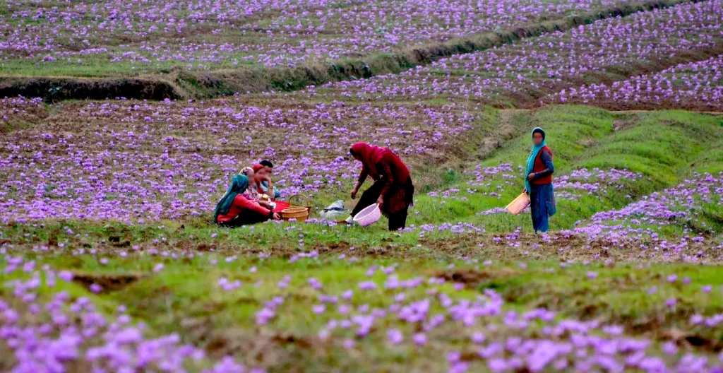 Saffron Fields of Kashmir