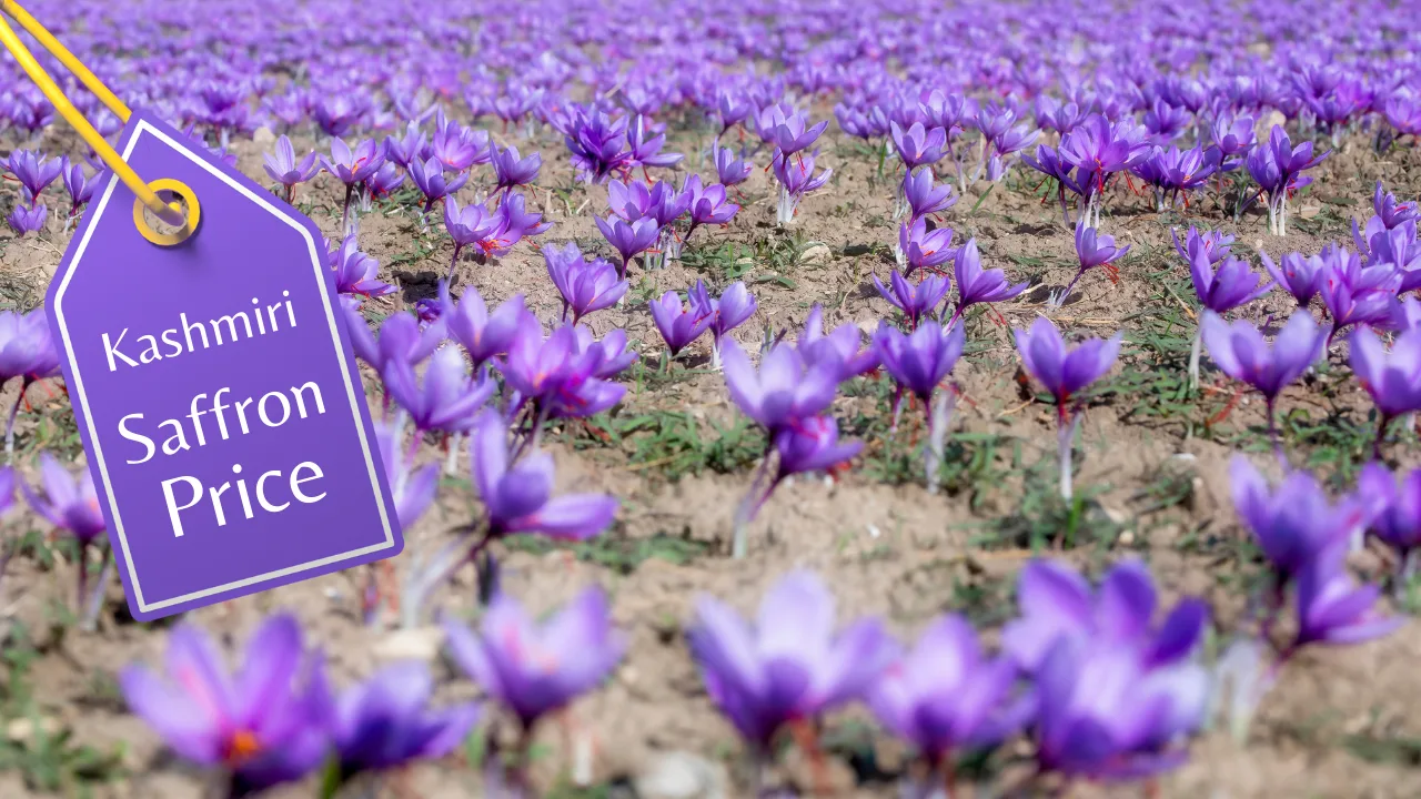 Kashmiri Saffron Price 2025: Ultimate Monthly Guide (1g–100g)