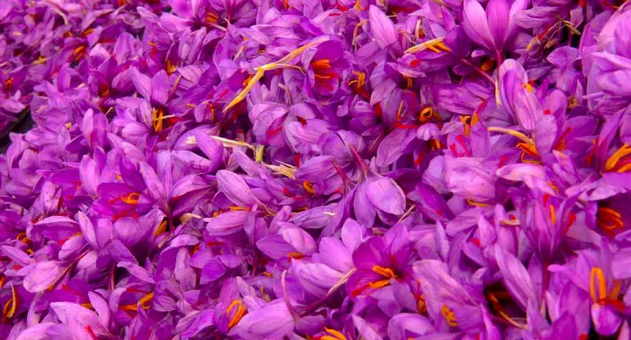 Unveiling the Secrets of Pure Kashmiri Saffron