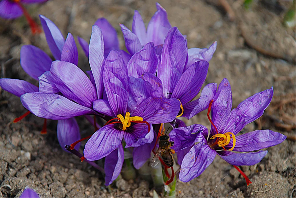 Which Flower Does the Spice Saffron Come From