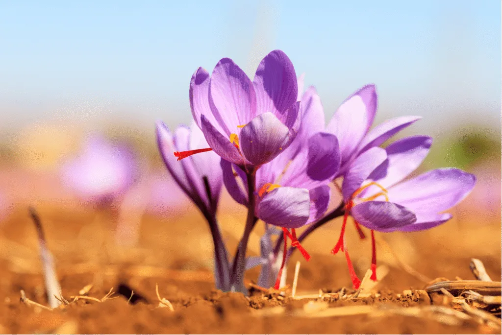Kesar Flower Name & Origin