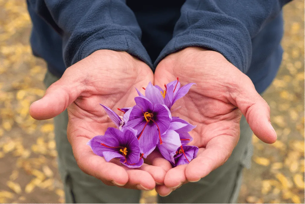 Red Gold Spice: The Treasured Saffron of Kashmir 