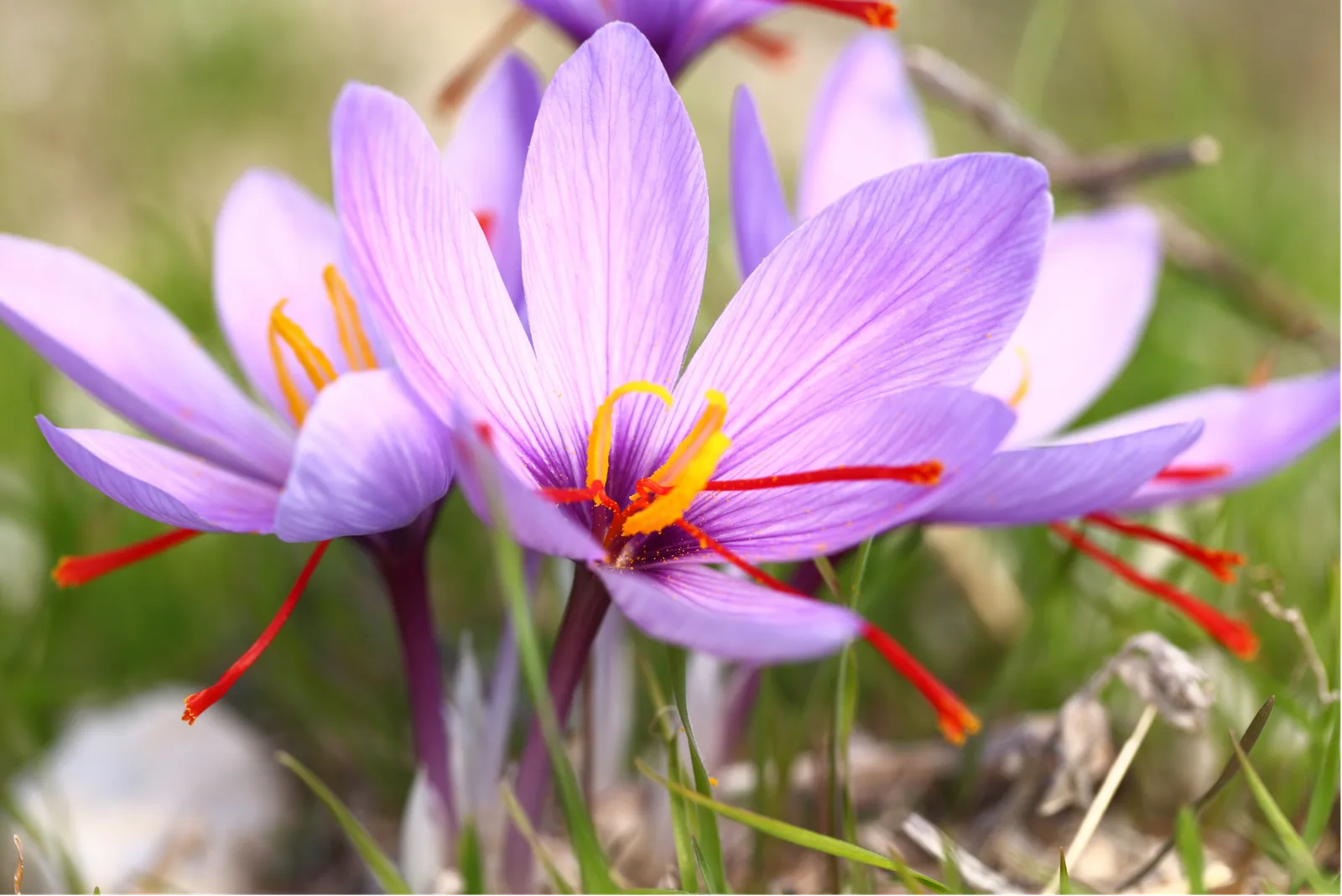 Saffron Fields of Kashmir: A Journey Through the Valley of Gold
