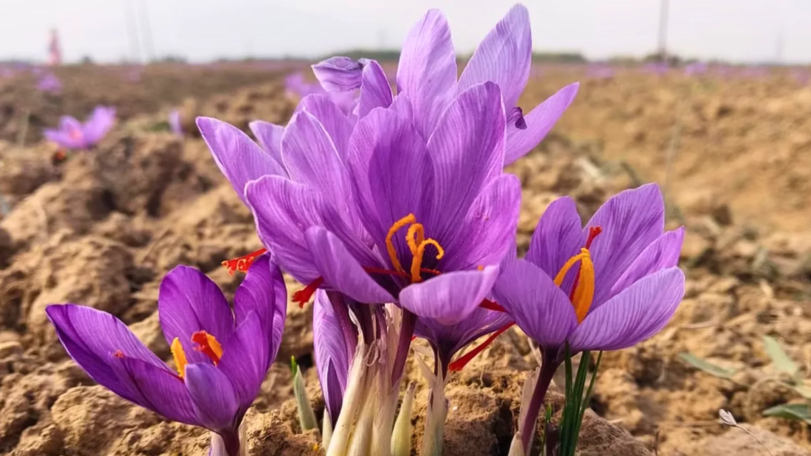 15 Science-Backed Health Benefits of Saffron (+ How to Avoid Fake Products)